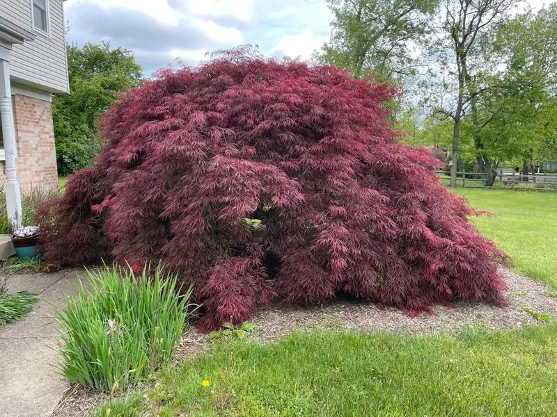 Japanese Maple