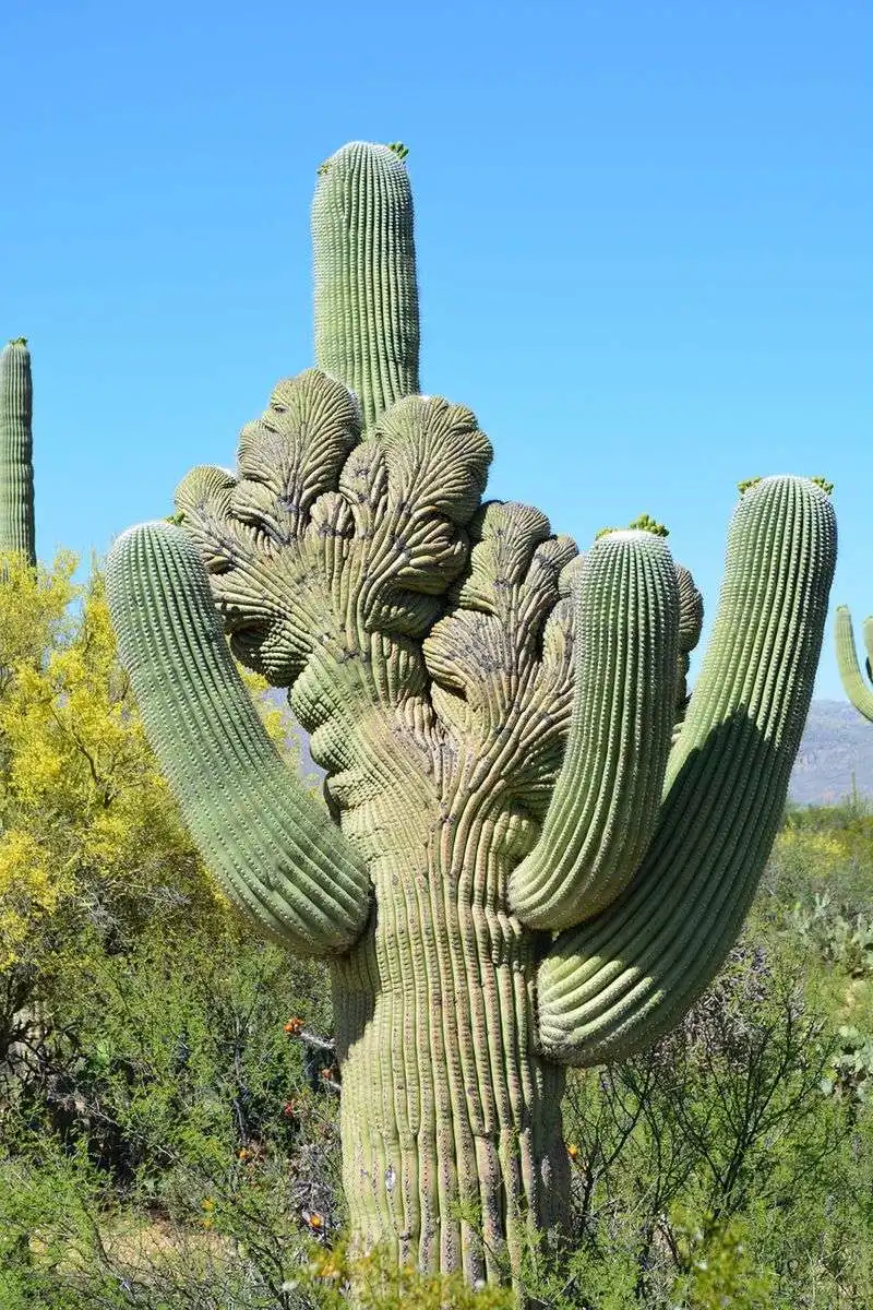 Saguaro Cactus