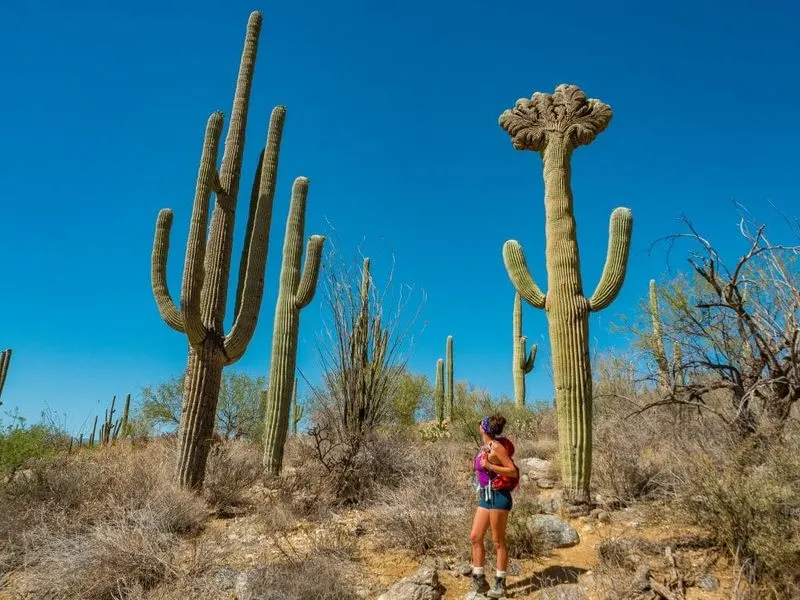 Saguaro National Park
