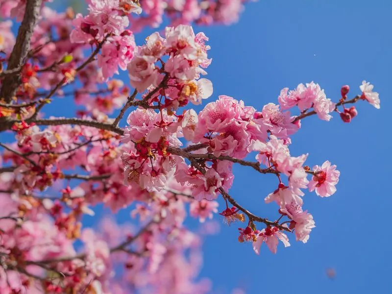 Sakura (Cherry Blossom)