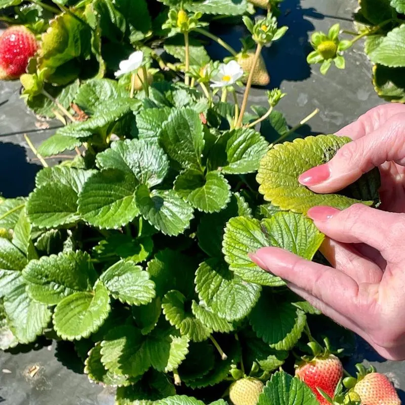 Nutrient Deficiency