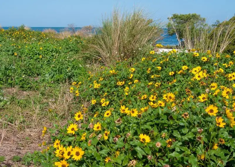 Salt-Tolerant Groundcovers