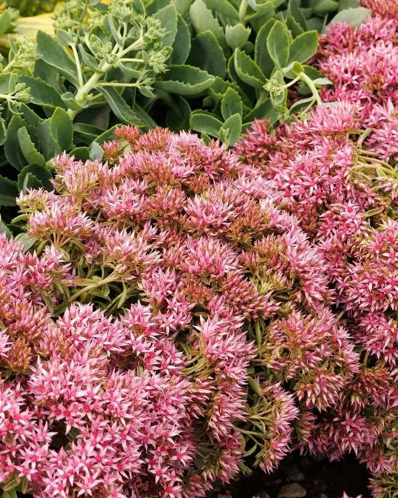 Sedum