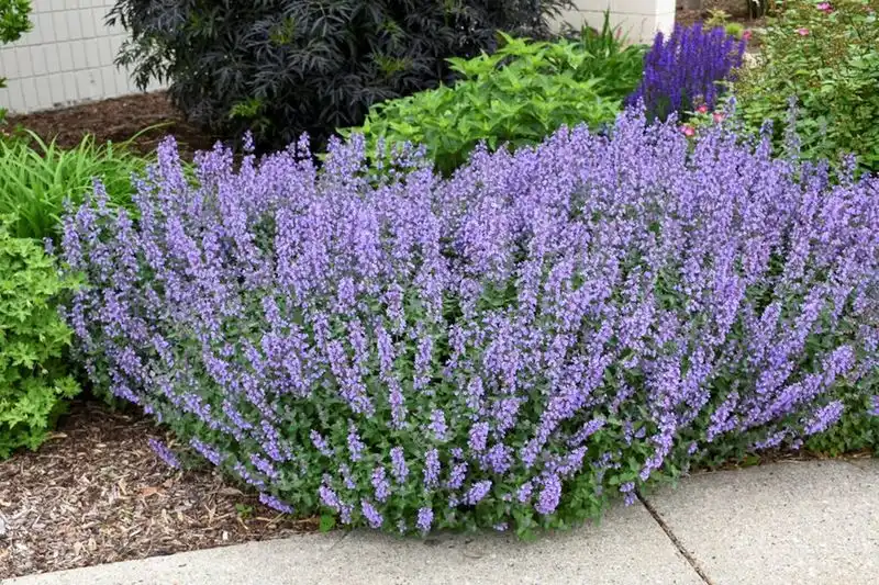 Catmint