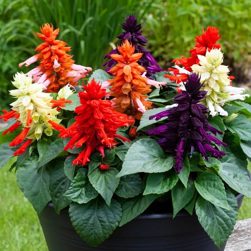 Salvia