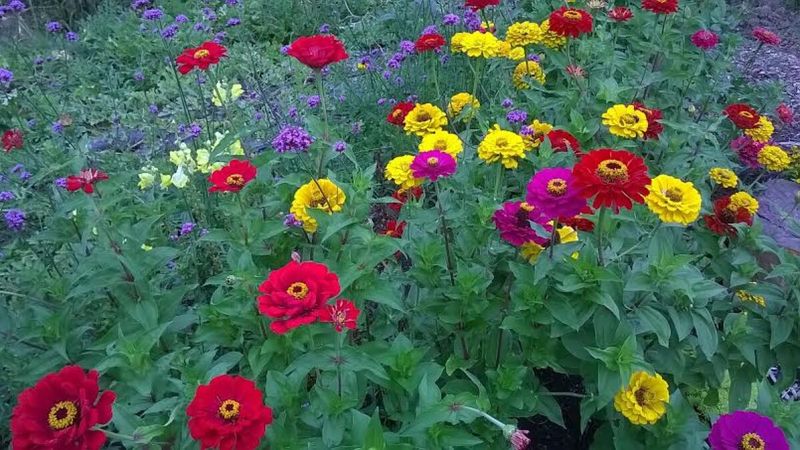 Zinnia