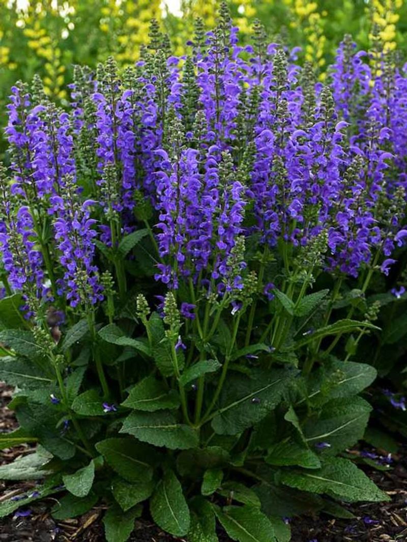 Salvia