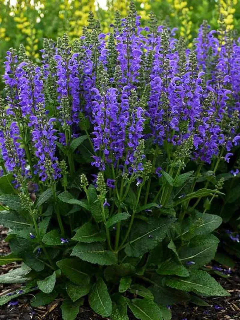 Salvia
