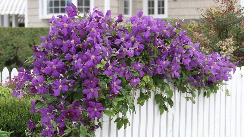 Clematis