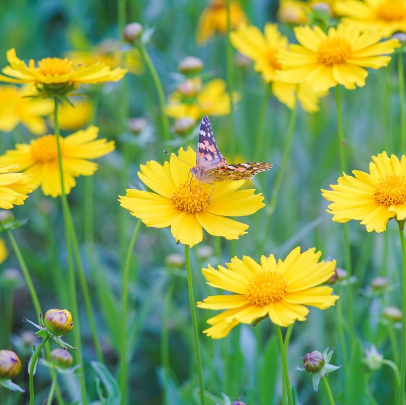 Coreopsis