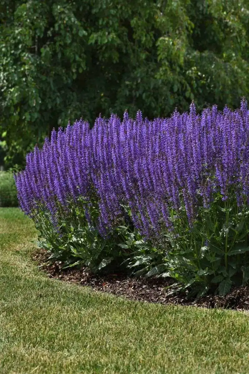 Salvia