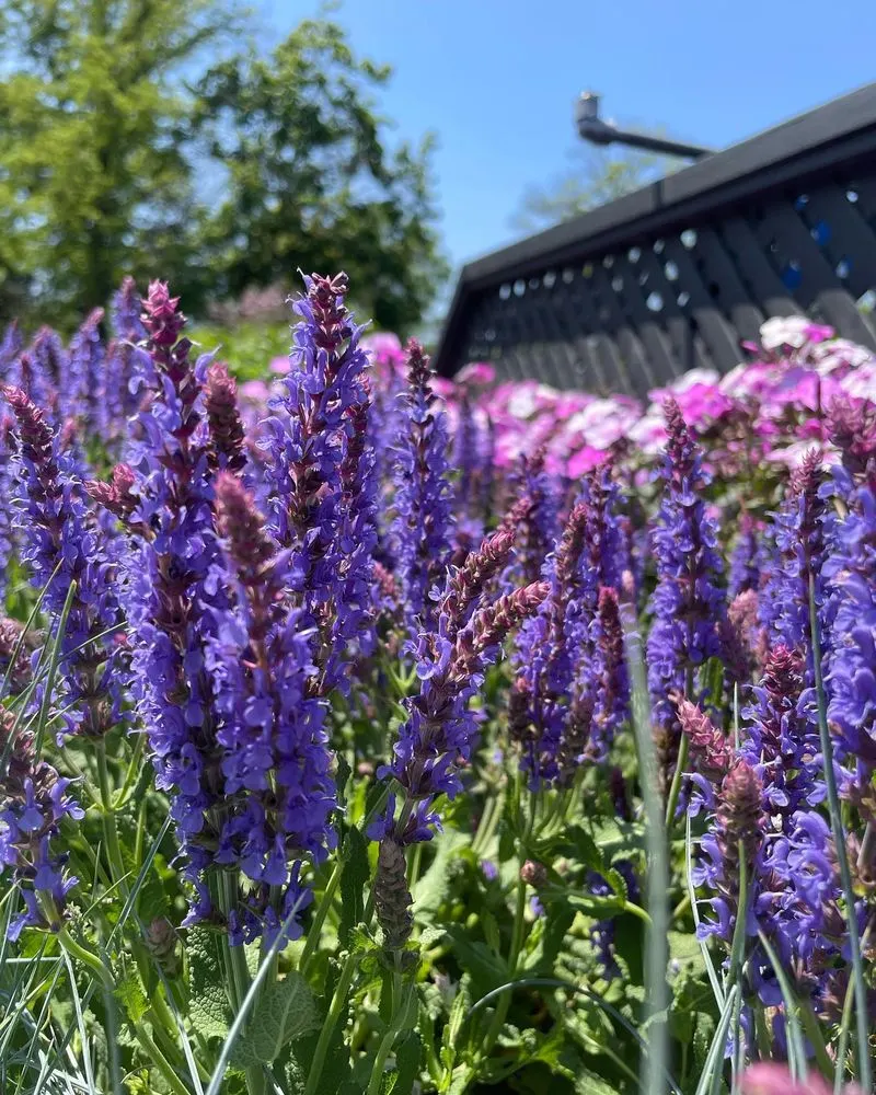 Salvia