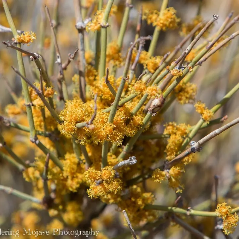 Ephedra