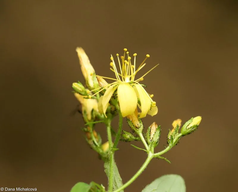 St. John's Wort