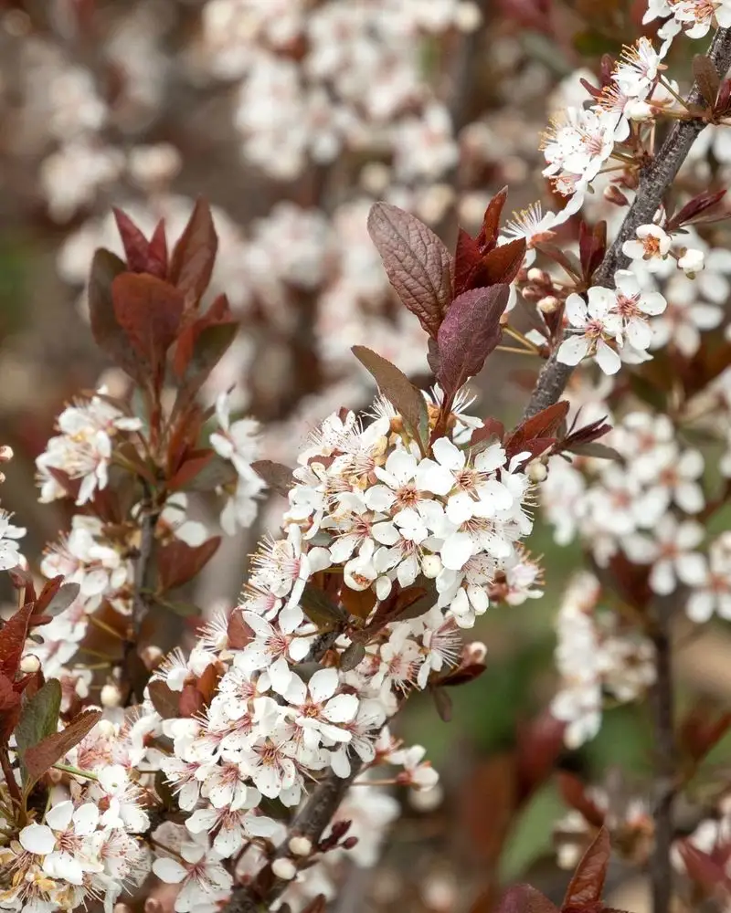Sand Cherry