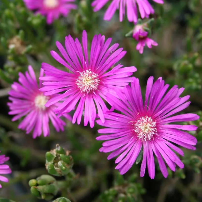 Ice Plant (Delosperma cooperi)