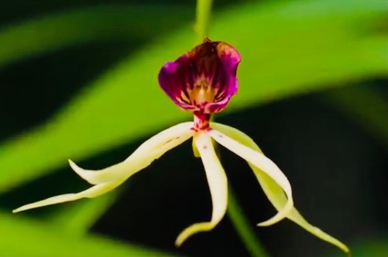 Clamshell Orchid