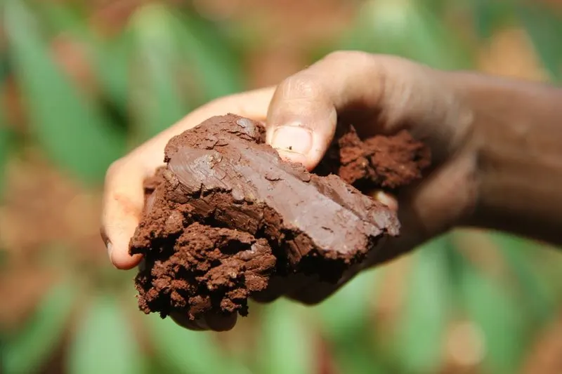 Clay Soil