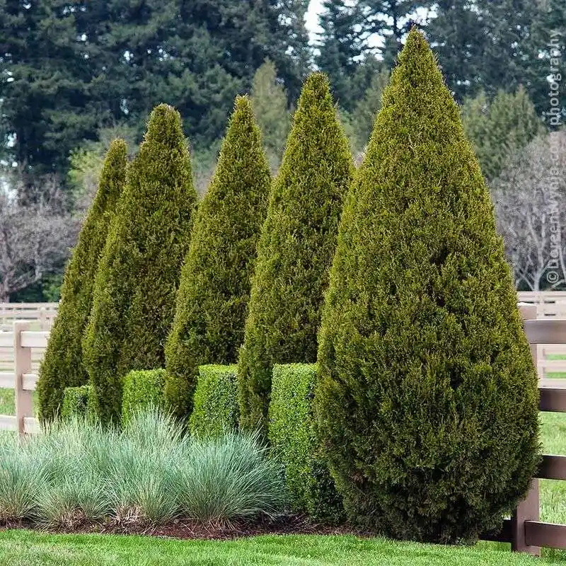 Juniper