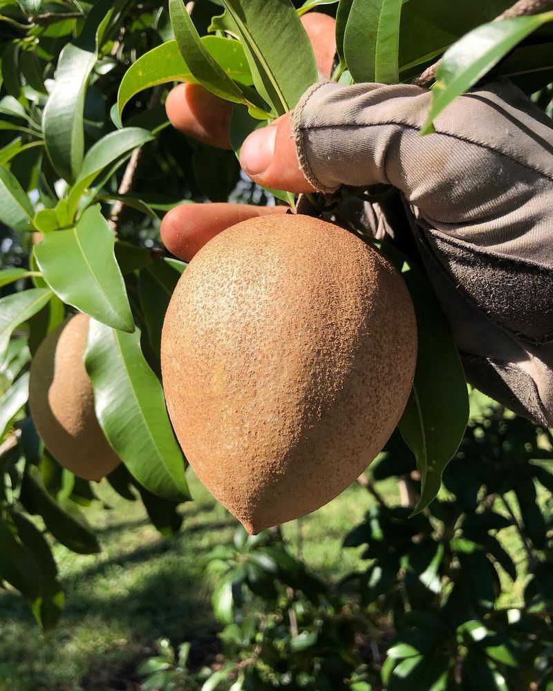 Sapodilla