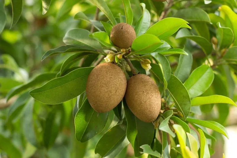 Sapodilla