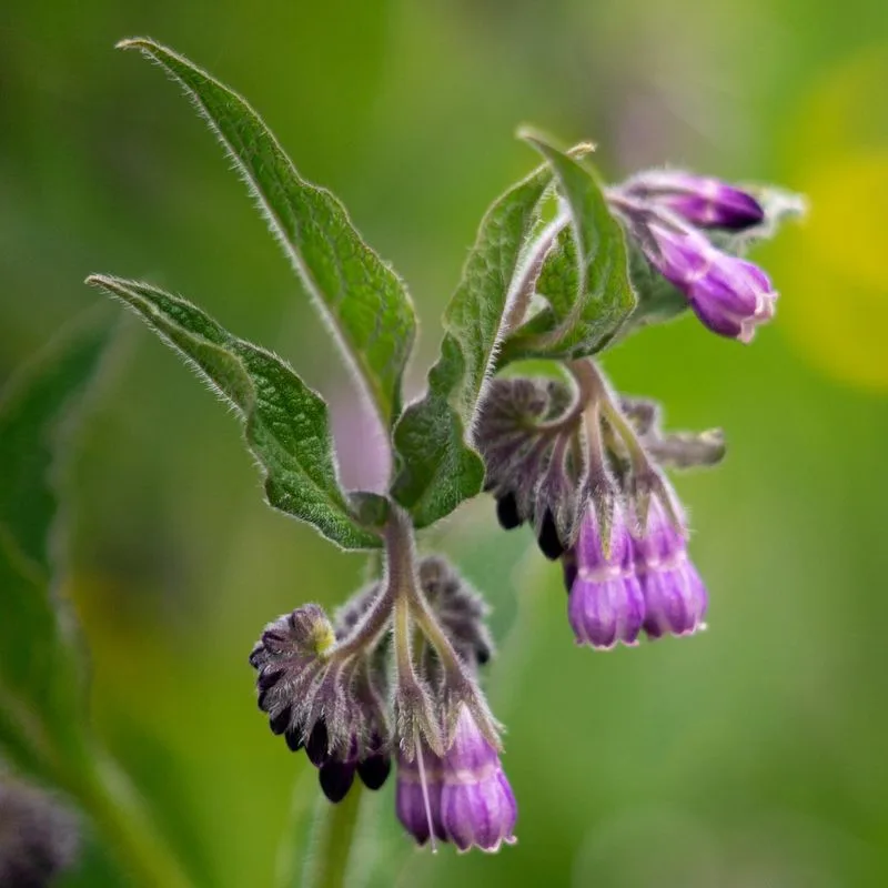 Comfrey