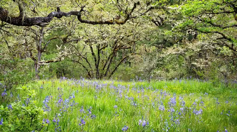 Savanna Patch