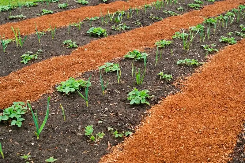 Sawdust