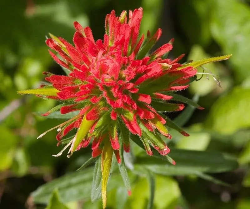 Scarlet Paintbrush