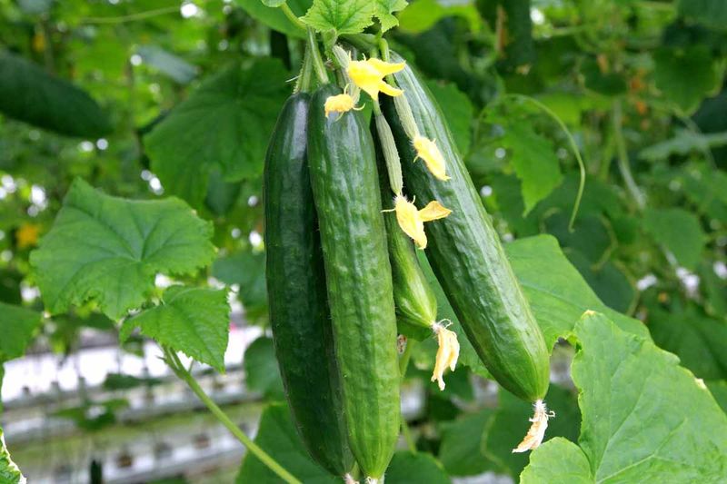 Scatter Cucumber Peels