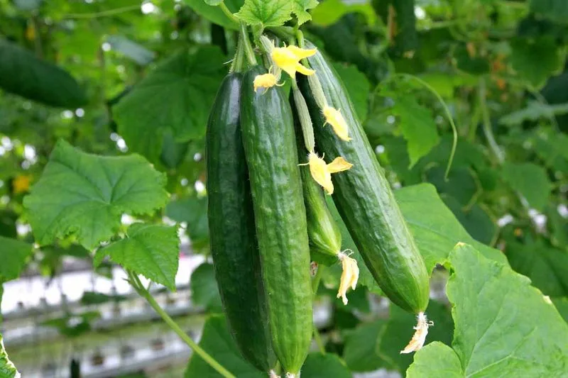 Scatter Cucumber Peels