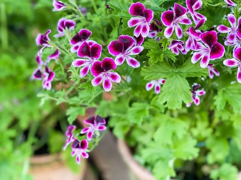 Scented Geranium