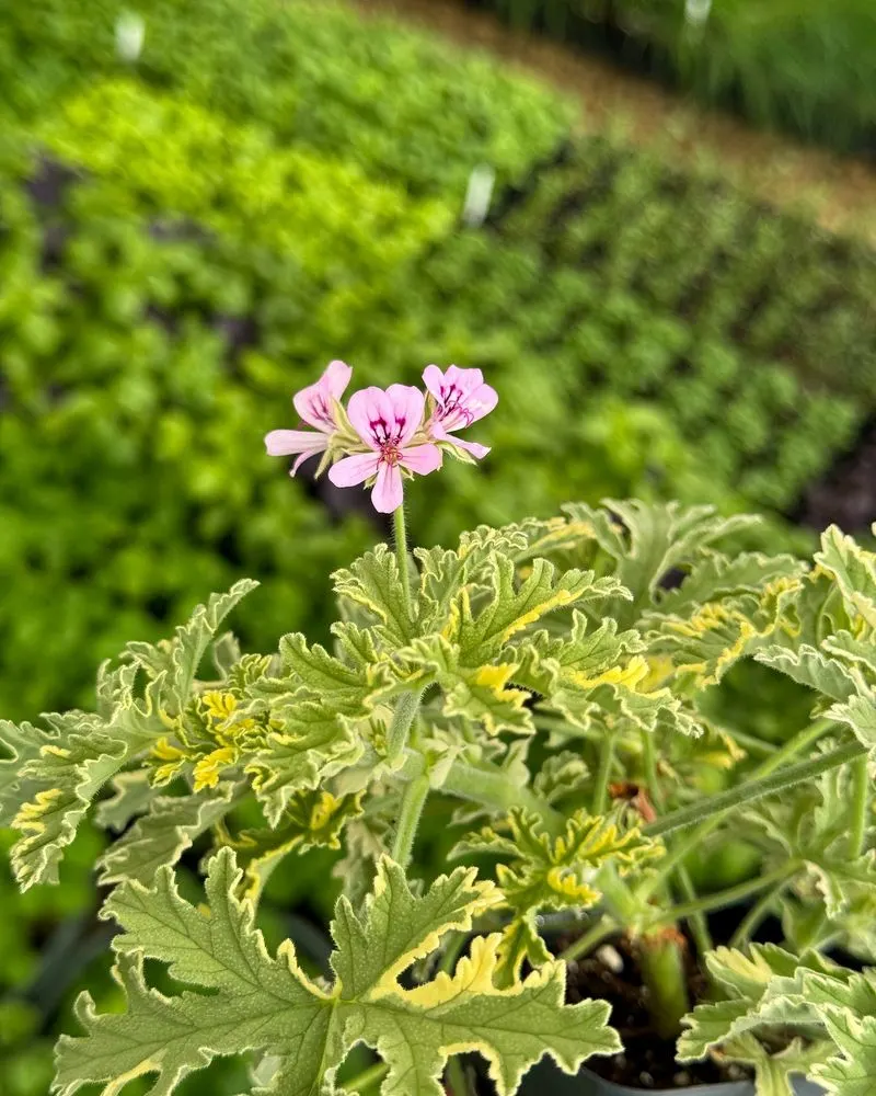 Scented Geraniums