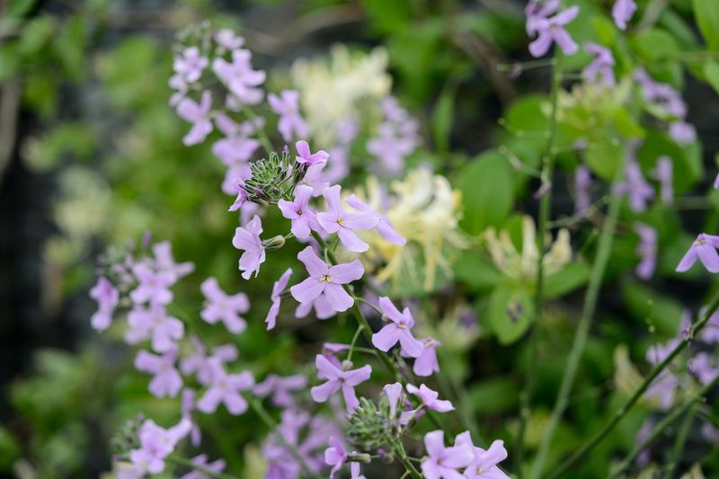 Scented Night Blooms
