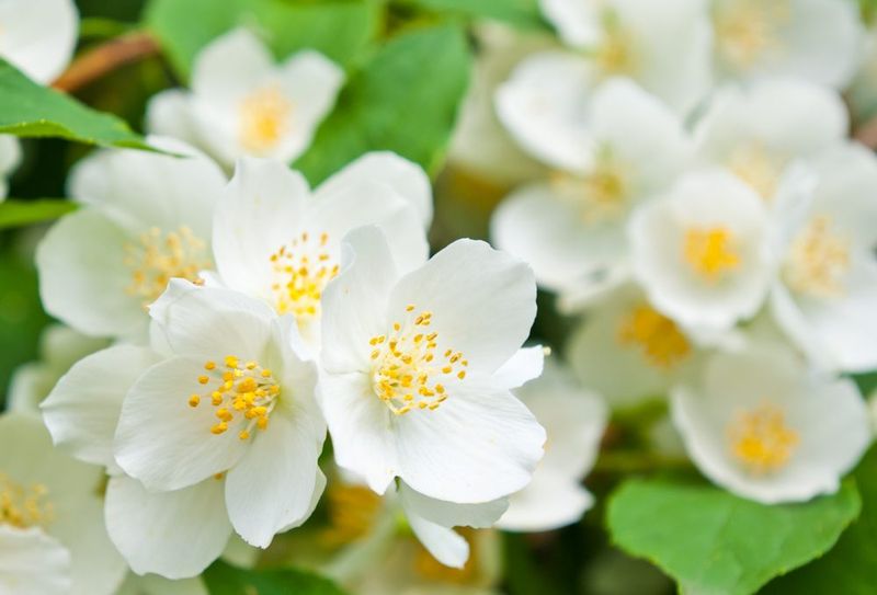 Scented Plants