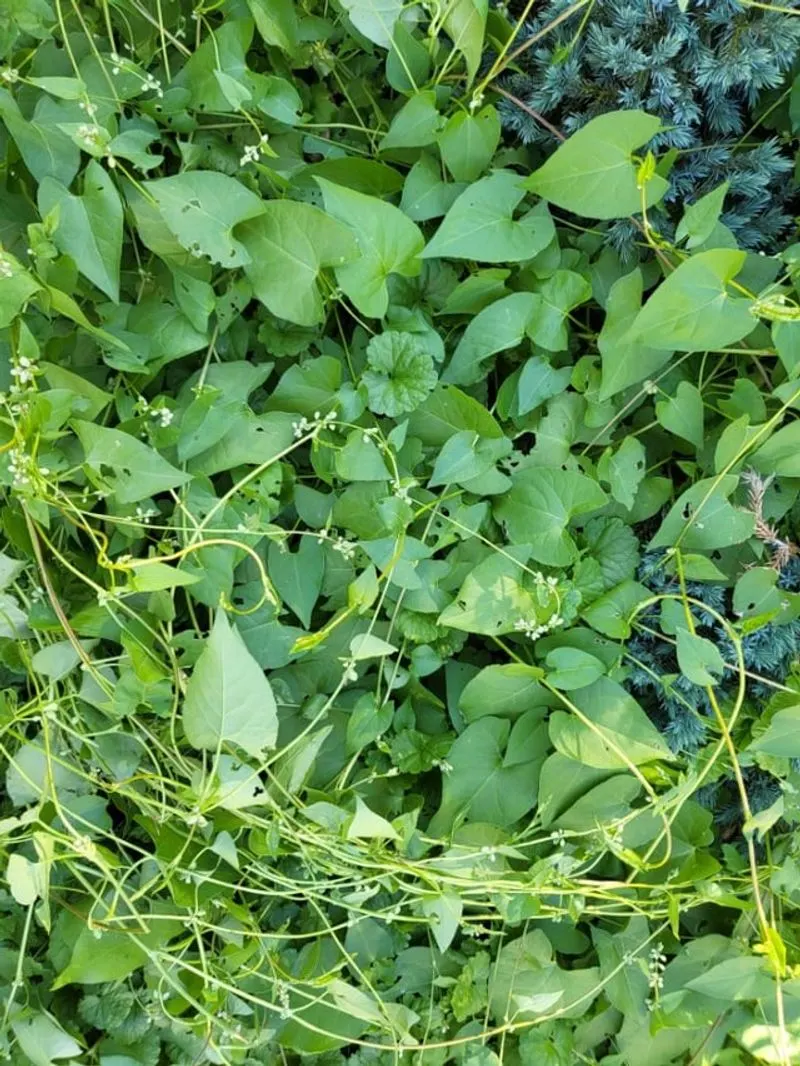 Mile-a-Minute Vine