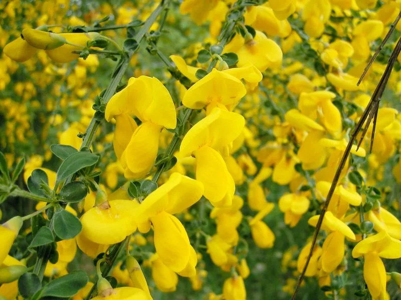 Scotch Broom