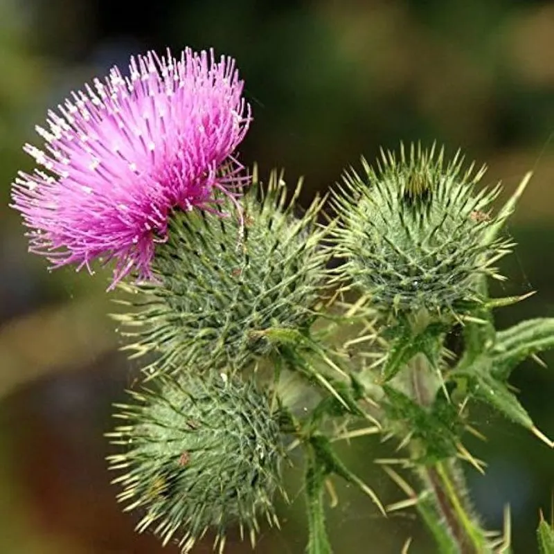 Scotch Thistle