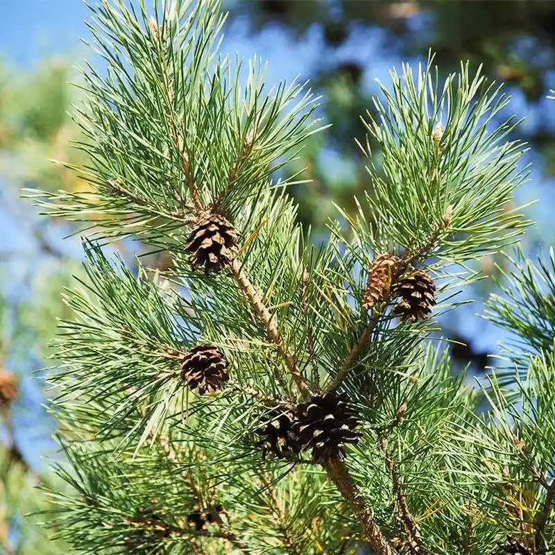 Scots Pine