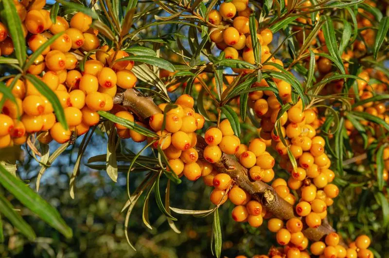 Sea Buckthorn (Hippophae rhamnoides)