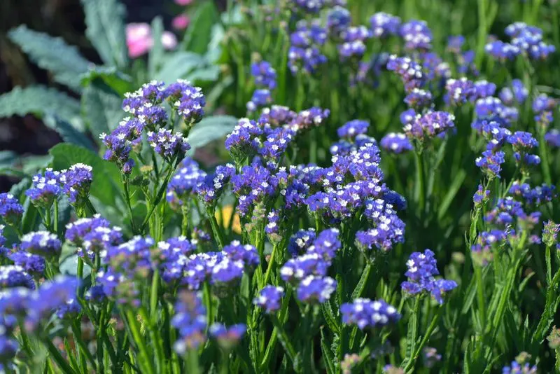 Sea Lavender