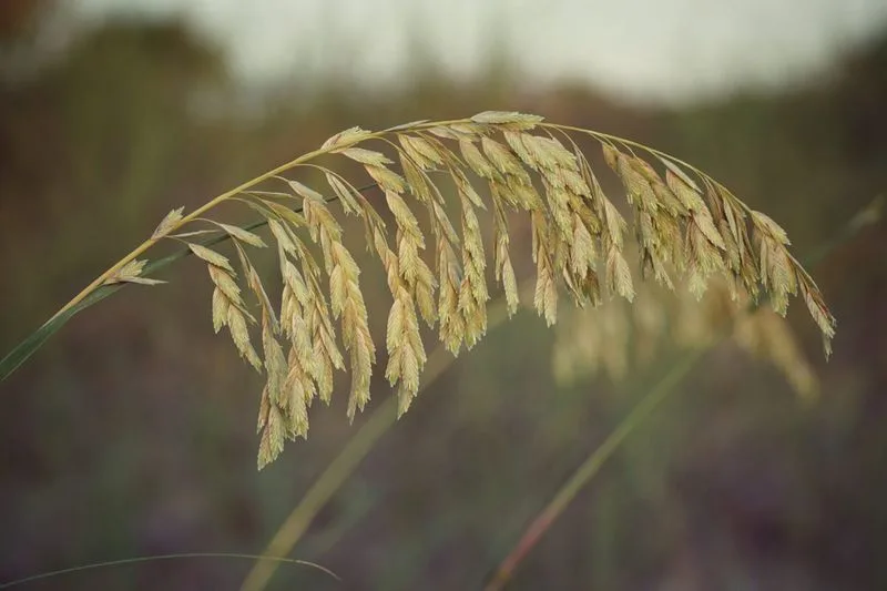 Sea Oats (Uniola paniculata)