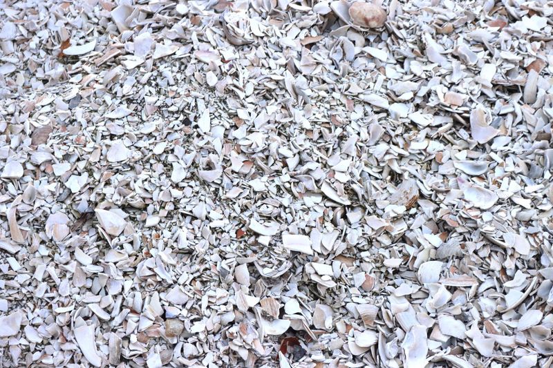 Seashell Mulch