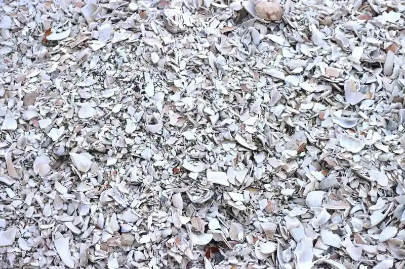 Seashell Mulch
