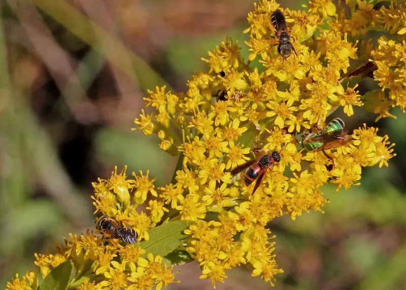 Seaside Goldenrod (Solidago sempervirens)