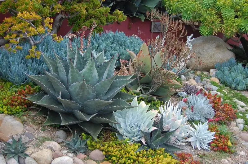 Seaside Succulent Garden