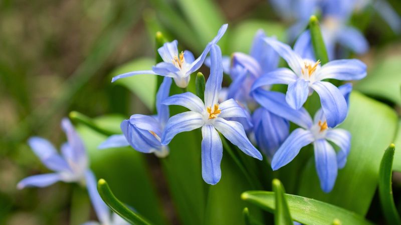 Seasonal Bulbs