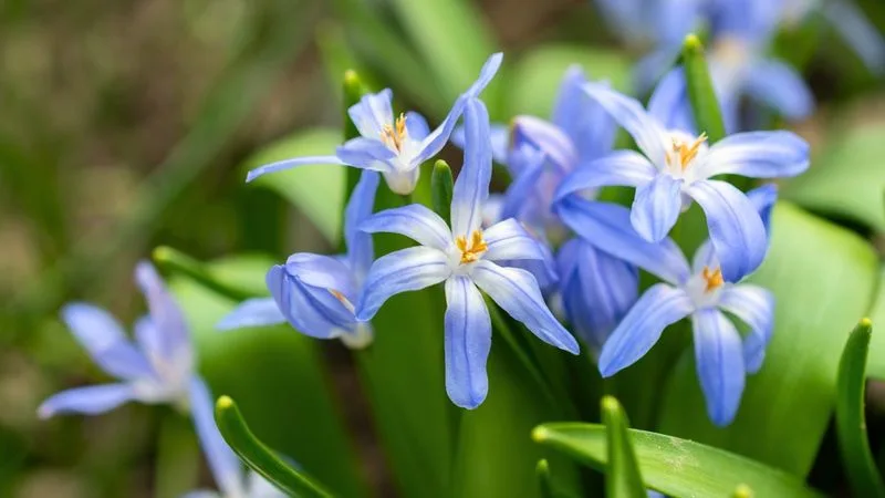 Seasonal Bulbs
