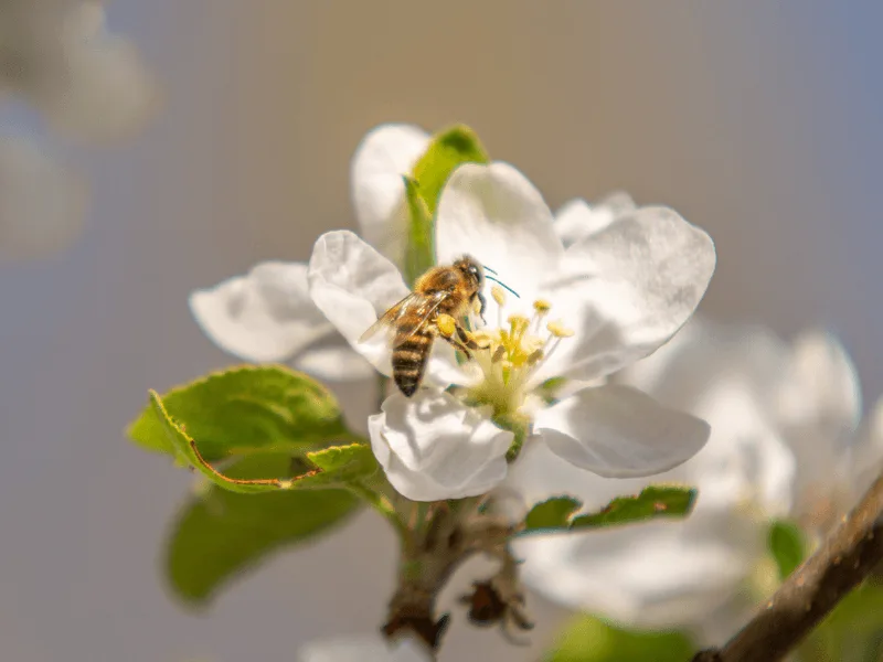 Encouraging Pollinators
