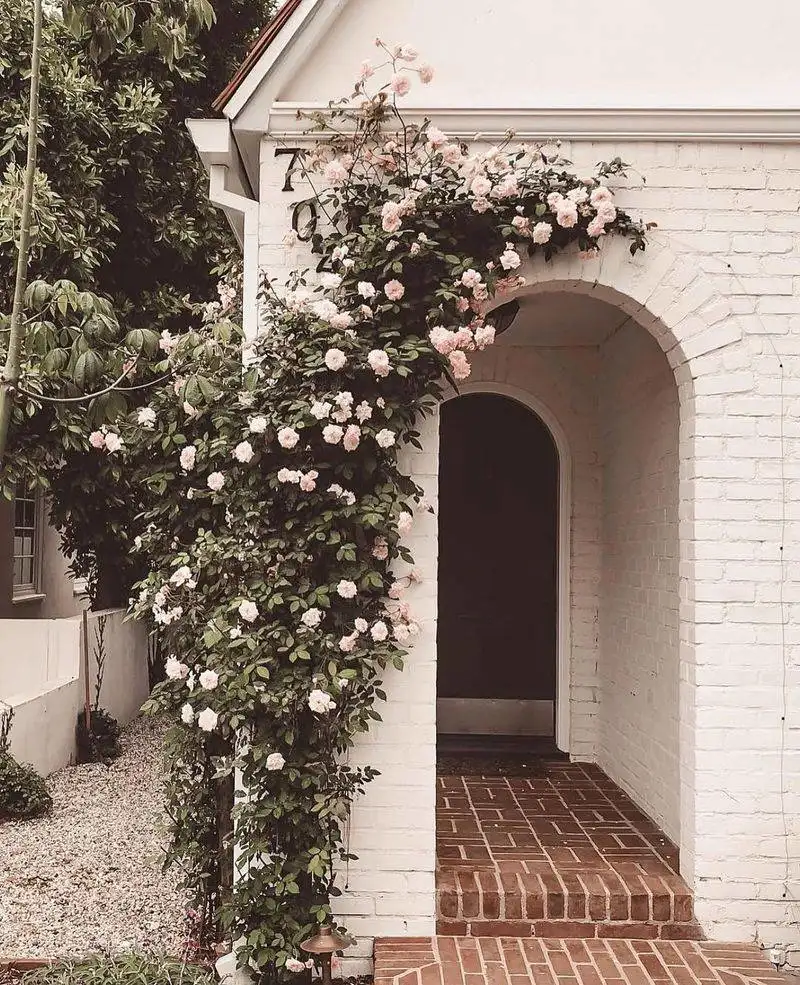 Climbing Rose Wall